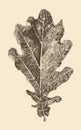 Oak leaf engraving style vintage illustration