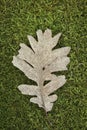 An oak leaf fallen on a mossy surface inside a humid forest.