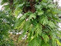 Oak leaf ferns grows on tree branch. Tropical epiphytes.