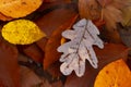 Oak leaf floating in the clean and clear water  of the forest river full of fallen autumn beech leaves. Royalty Free Stock Photo