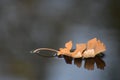 Oak Leaf Floating on River Water