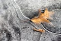 Autumn leaf frozen in the ice.