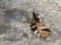 an oak leaf frozen in a puddle Royalty Free Stock Photo