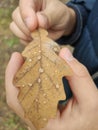 Oak leaf in hand with dew drops after rain Royalty Free Stock Photo