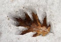 Oak Leaf in the Ice Royalty Free Stock Photo