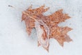 Oak Leaf in Ice Royalty Free Stock Photo