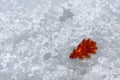 Oak leaf in the ice Royalty Free Stock Photo