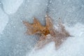 Oak leaf in ice texture Royalty Free Stock Photo