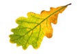 Oak leaf isolated Royalty Free Stock Photo