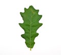 Oak leaf isolated on white Royalty Free Stock Photo