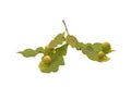 oak leaf isolated on white background Royalty Free Stock Photo