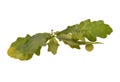 oak leaf isolated on white background Royalty Free Stock Photo