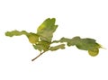 oak leaf isolated on white background Royalty Free Stock Photo