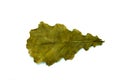 Oak leaf isolated on white background. Royalty Free Stock Photo