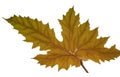 Oak Leaf isolated on white background Royalty Free Stock Photo