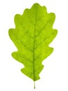 Oak leaf isolated Royalty Free Stock Photo