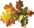 Oak leaf isolated on white, vector illustration Royalty Free Stock Photo