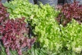 Oak Leaf lettuce in garden