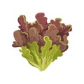 Oak leaf lettuce salad leaves, healthy organic vegetarian food, vector Illustration on a white background