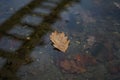 An oak leaf lies on the calm surface of the lake, in which the stairs are reflected Royalty Free Stock Photo