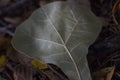 Oak leaf, low key faded in late summer Royalty Free Stock Photo