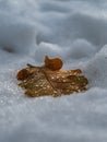 Oak leaf lying in the snow with water droplets Royalty Free Stock Photo