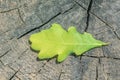 Oak leaf on an old tree stump. Nature in the forest Royalty Free Stock Photo