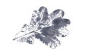 Oak leaf print, graphic black and white drawing, isolate on white background