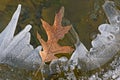 Oak Leaf Resting on Lake Ice Royalty Free Stock Photo