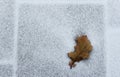 Oak leaf on a snow