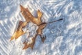 Oak leaf in snow Royalty Free Stock Photo