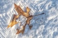 Oak leaf in snow