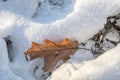 Oak leaf in snow with branches Royalty Free Stock Photo