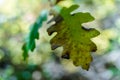 Oak Leaf Starting It\'s Fall Color Change in The Sandias