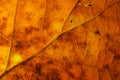 Oak leaf texture