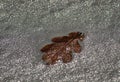 oak leaf thaws in the snow