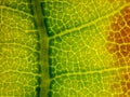 oak leaf under the microscope showing ribs and veins - fall leaf under the microscope - optical microscope x32 Royalty Free Stock Photo
