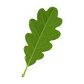 Oak leaf vector icon.Cartoon vector icoon isolated on white background oak leaf. Royalty Free Stock Photo