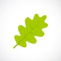 Oak leaf vector icon