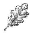 Oak leaf. Vector vintage engraved illustration. Royalty Free Stock Photo