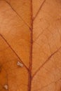 Oak Leaf Veins Royalty Free Stock Photo