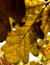 Oak leaf veins in sunlight Royalty Free Stock Photo