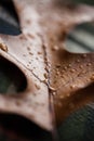 Oak Leaf with Water Droplets Royalty Free Stock Photo