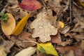 Oak leaf with water drops. Multicolored fallen leaves and pine needles in the forest. Royalty Free Stock Photo