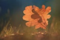 Oak leafes at autumn forest Royalty Free Stock Photo