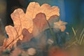 Oak leafes at autumn forest Royalty Free Stock Photo