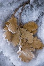 Oak leafs Royalty Free Stock Photo