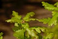 Oak leafs with small red female flowers, selective focus - Quercus