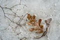 Oak leave on melting ice Royalty Free Stock Photo
