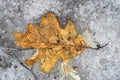 Oak leave on melting ice Royalty Free Stock Photo